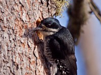 IMG 2081c  Black-backed Woodpecker (Picoides arcticus) - female at nest